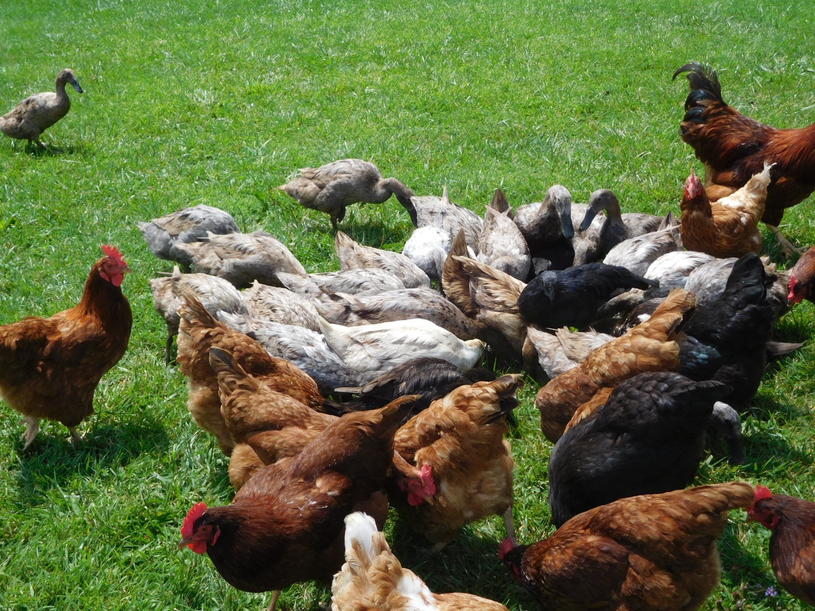 12.5 oz Freeze Dried CHICKEN Eggs From Our Own HERITAGE Free Range Birds