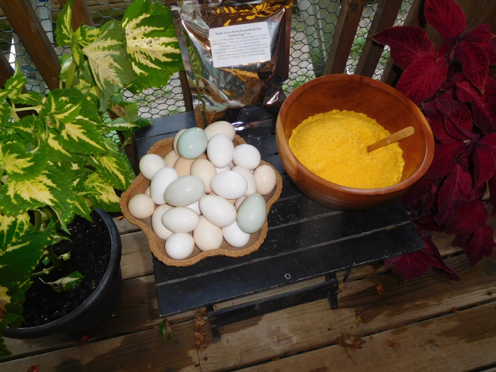 7 oz Freeze Dried CHICKEN Eggs From Our Own HERITAGE Free Range Birds