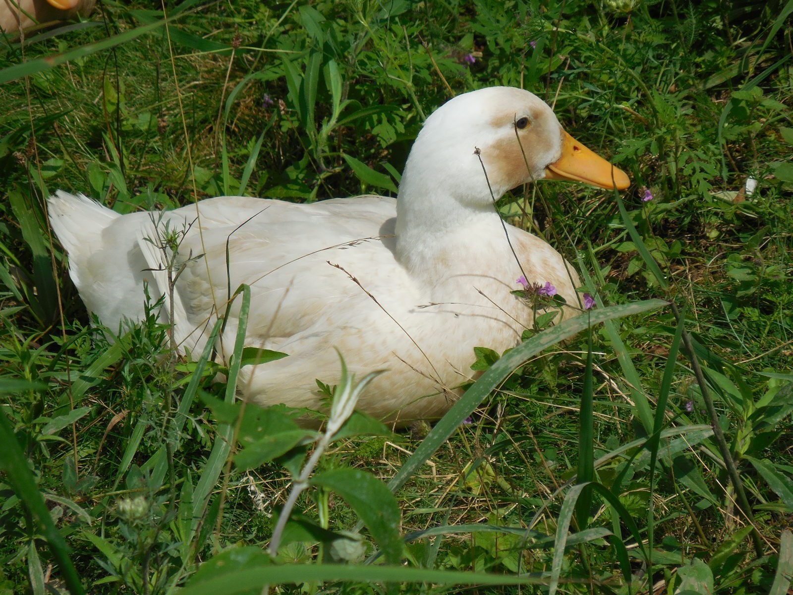 12.5 oz Freeze Dried Raw DUCK Egg Powder, From Our Own HERITAGE Free Range Birds
